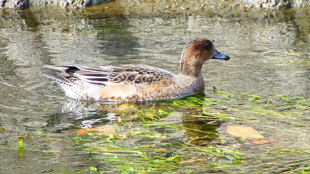 P2350034：ヒドリガモ