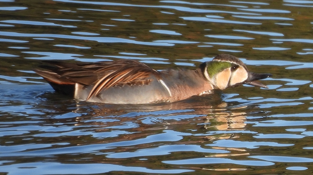 DSCN7812：トモエガモ（オス）