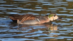 DSCN7812：トモエガモ（オス）