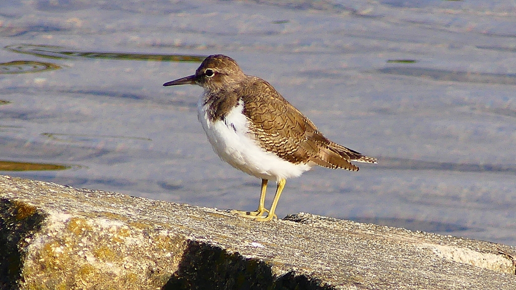 P2360672：イソシギ