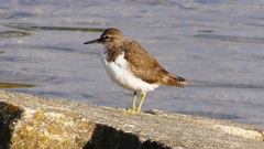 P2360672：イソシギ