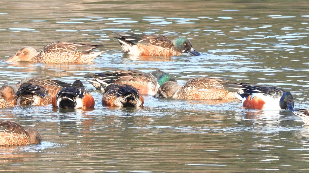 DSCN6089：ハシビロガモ