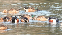 DSCN6089：ハシビロガモ