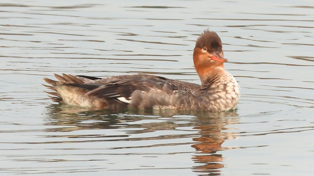 DSCN7211：ウミアイサ