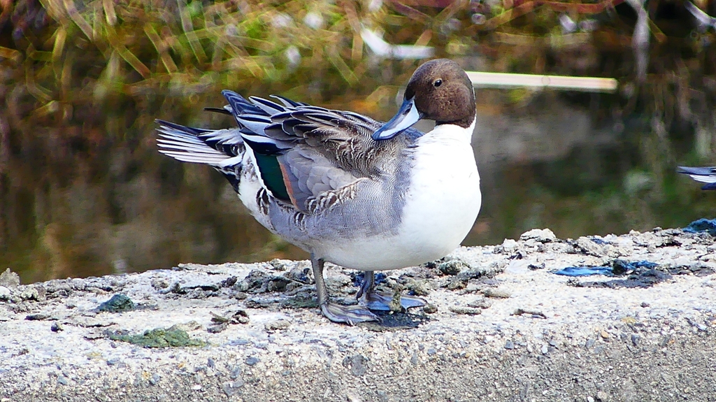 P2390800：オナガガモ（オス）