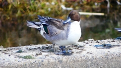 P2390800：オナガガモ（オス）