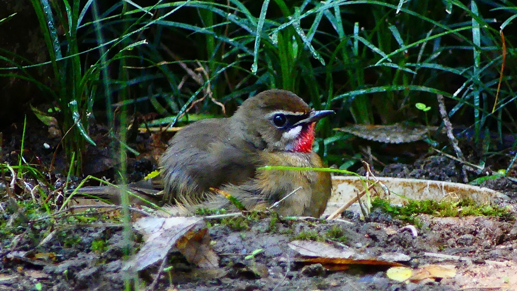 P2310631：ノゴマ（オス