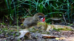 P2310631：ノゴマ（オス