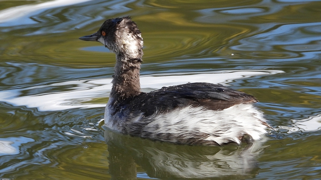 DSCN0256：ハジロカイツブリ