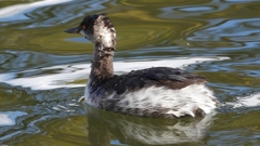 DSCN0256：ハジロカイツブリ