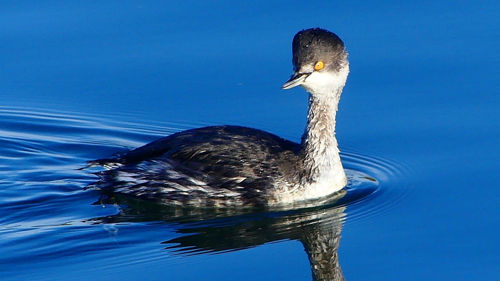 P2370171：ハジロカイツブリ