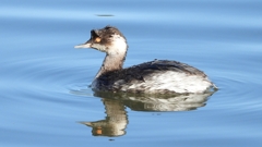 DSCN4963：ハジロカイツブリ