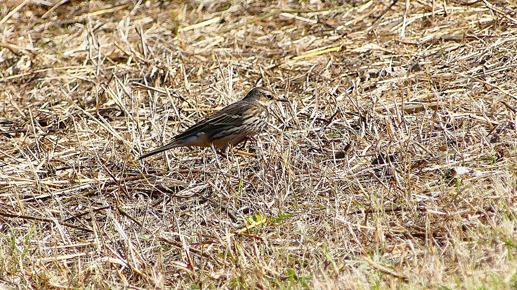 P2330410：タヒバリ