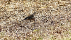 P2330410：タヒバリ