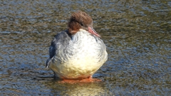 DSCN1749：カワアイサ（メス）