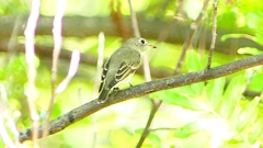 P2300024：コサメビタキ