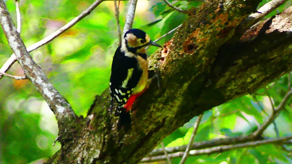 P2250457：アカゲラ（メス）