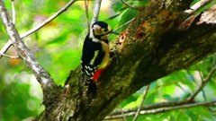 P2250457：アカゲラ（メス）