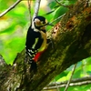 P2250457：アカゲラ（メス）