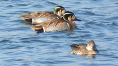 DSCN1111：トモエガモ