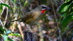 P2310528：ノゴマ（オス