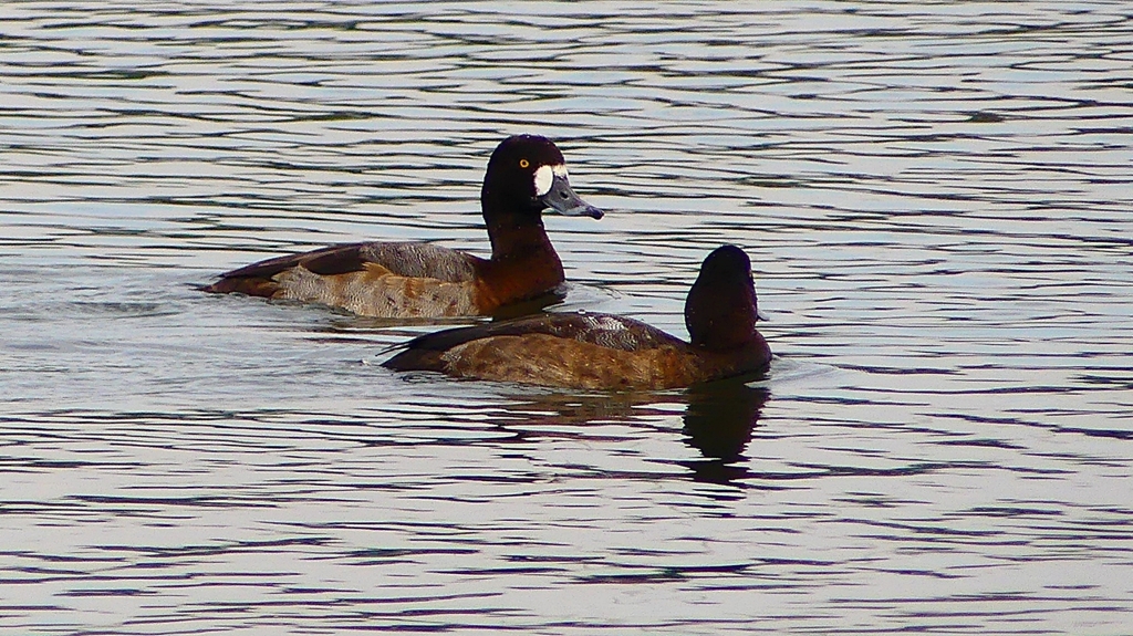 P2350530：スズガモ