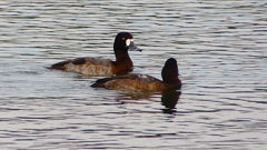 P2350530：スズガモ