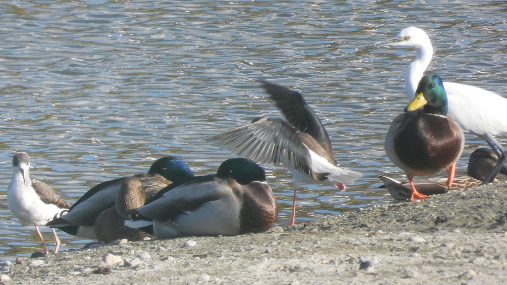 DSCN2189：セイタカシギ他