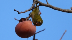 DSCN8650：メジロ