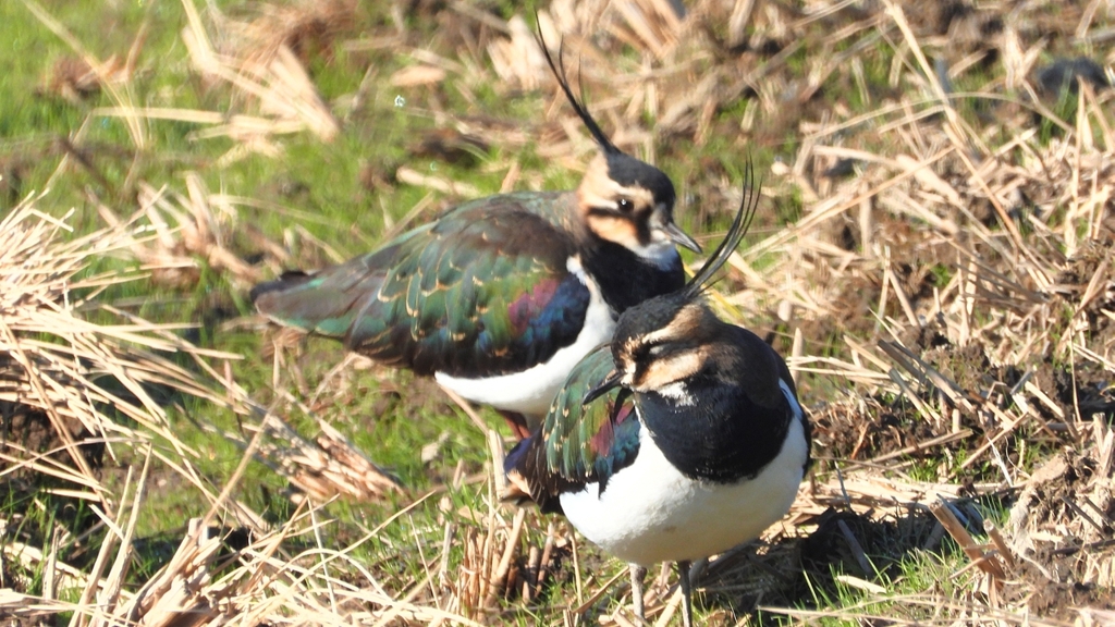 DSCN6673：タゲリ