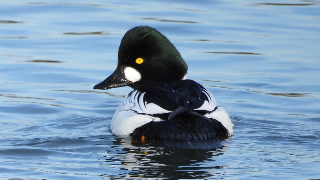 DSCN2474：ホオジロガモ（オス）