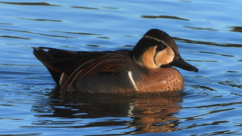 DSCN7848：トモエガモ（オス）