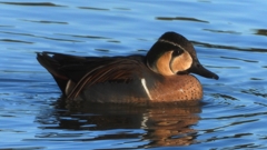 DSCN7848：トモエガモ（オス）