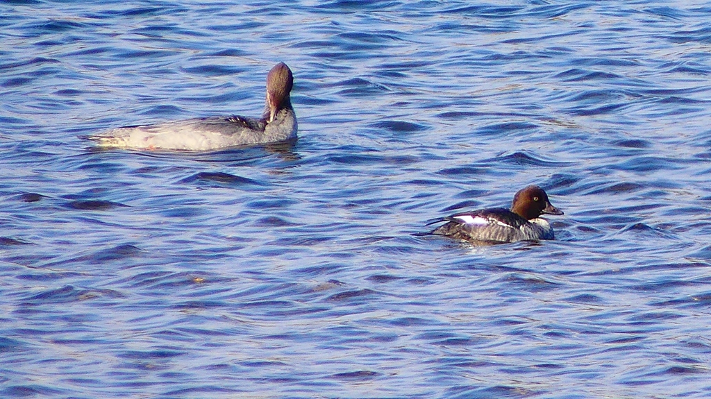 P2380787：カワアイサ、ホオジロガモ