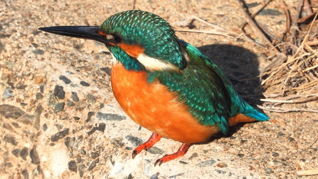 DSCN5908：カワセミ（オス）