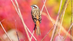 P2390336：ホオジロ（メス）