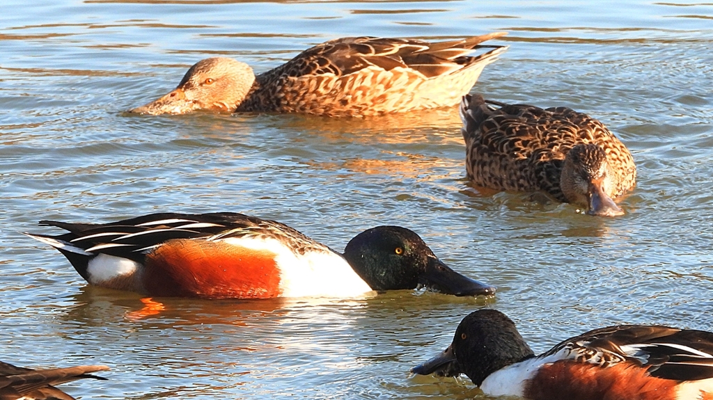 DSCN7030：ハシビロガモ