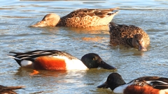 DSCN7030：ハシビロガモ