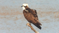 DSCN7328：ミサゴ