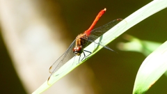 P2250782：マユタテアカネ（オス）