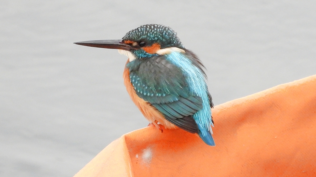 DSCN3395：カワセミ（オス）