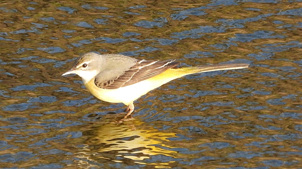 DSCN3661：キセキレイ