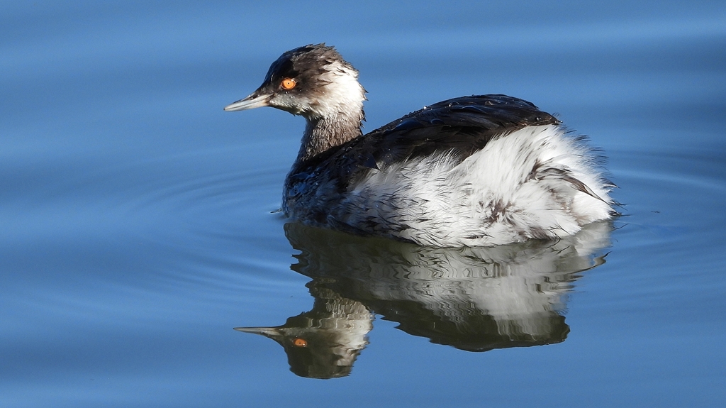 DSCN4980：ハジロカイツブリ