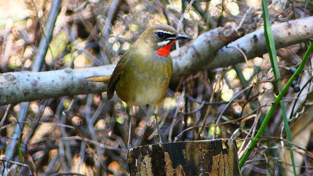 P2310079：ノゴマ（オス）