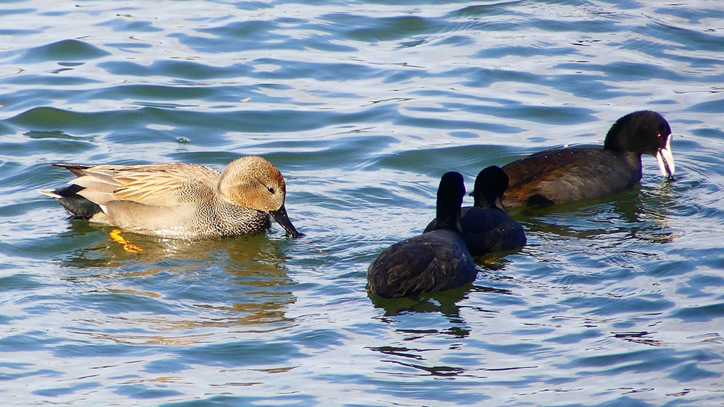P2410568：オカヨシガモ、オオバン