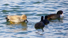 P2410568：オカヨシガモ、オオバン