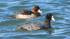 DSCN0949：キンクロハジロ、オオバン