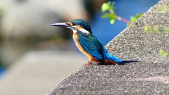 P2270326:カワセミ(オス) P2270326:カワセミ(オス)