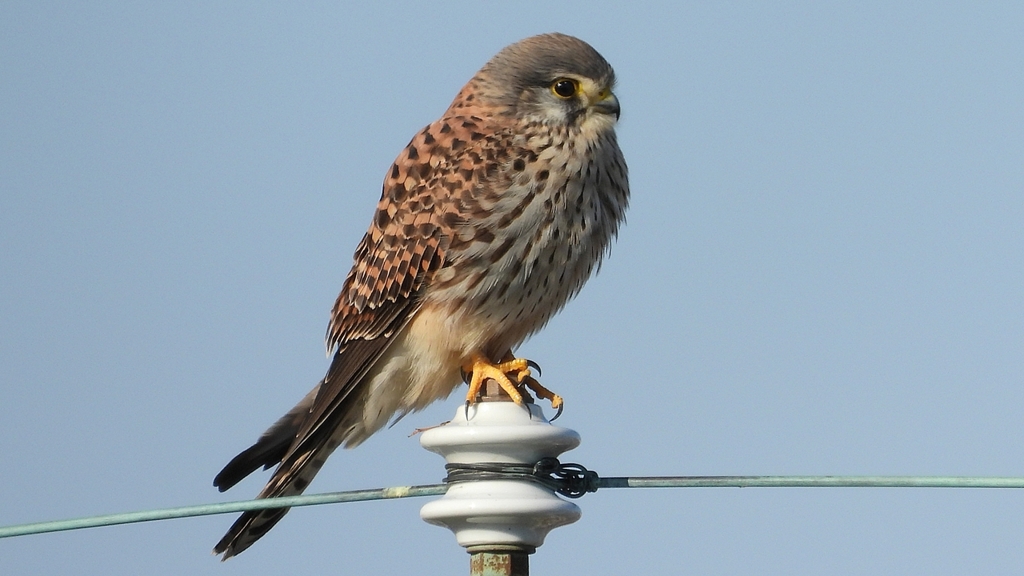 DSCN6549：チョウゲンボウ