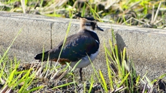 P2340677：タゲリ